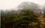 CLICK FOR FULLSIZE IMAGE Lebanon's famous cedars 
