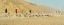 CLICK FOR FULLSIZE IMAGE New Year's Day camel race - we caught the end of it 