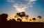 CLICK FOR FULLSIZE IMAGE Clouds, blue and gold sky, and trees 