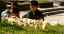 CLICK FOR FULLSIZE IMAGE Easter Sunday 2000 - children play with little chicks in Tianjin 