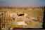 CLICK FOR FULLSIZE IMAGE Turpan's vineyards - in the off-season 