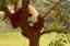 CLICK FOR FULLSIZE IMAGE Panda in a tree 