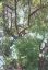 CLICK FOR FULLSIZE IMAGE Kolye in the Ibraevs' laden apricot tree 