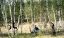 CLICK FOR FULLSIZE IMAGE Nat Kenny and Jules pretending to be koalas 