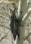 CLICK FOR FULLSIZE IMAGE Owl outside our window in Altai 