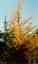 CLICK FOR FULLSIZE IMAGE An autumn tree 