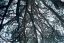 CLICK FOR FULLSIZE IMAGE Under a tree 