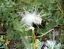 CLICK FOR FULLSIZE IMAGE Mongolian butterfly 