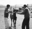 CLICK FOR FULLSIZE IMAGE The new foal is anointed with milk 