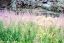 CLICK FOR FULLSIZE IMAGE The lush pastures of Selenge aimag 