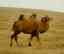 CLICK FOR FULLSIZE IMAGE Bactrian camelÖ.. 